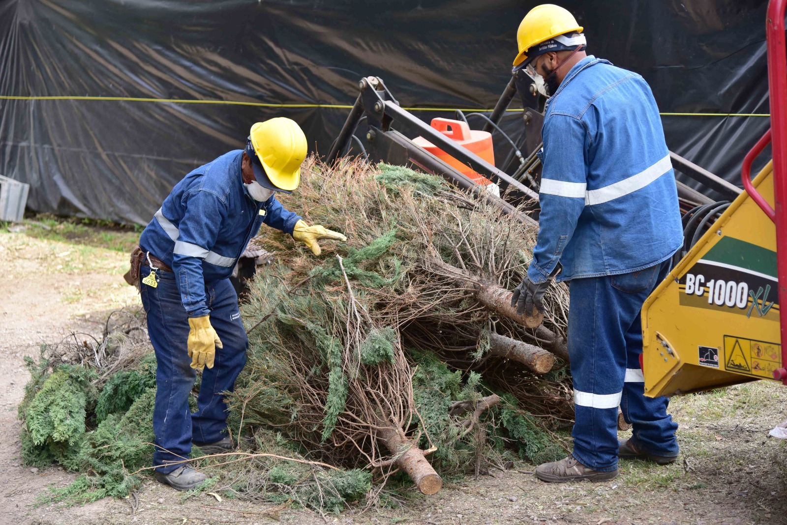 INICIA LA RECEPCIÓN DE ÁRBOLES NAVIDEÑOS EN CENTROS DE ACOPIO MUNICIPALES