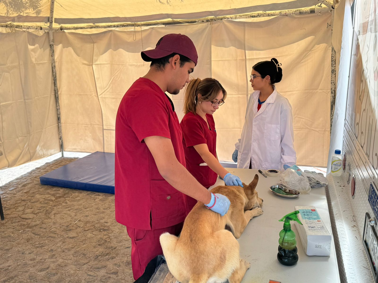 INVITA MUNICIPIO A PARTICIPAR EN LAS PRÓXIMAS FECHAS DE LA CAMPAÑA DE ESTERILIZACIÓN EN EL QUIRÓFANO VETERINARIO MÓVIL