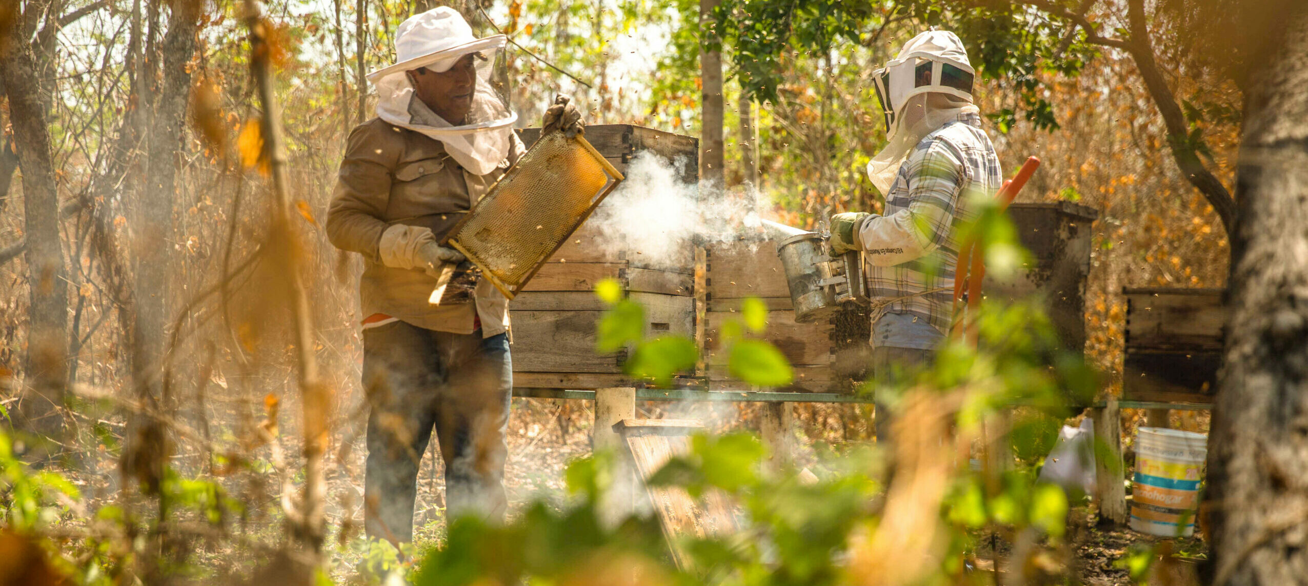 Reconoce Sedagro importancia biológica y económica de las abejas